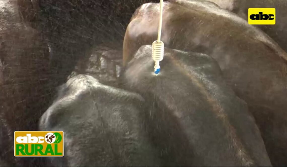 Background ABCTV JWP