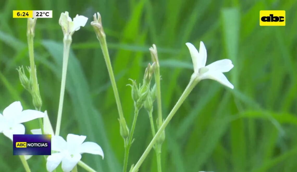 Background ABCTV JWP