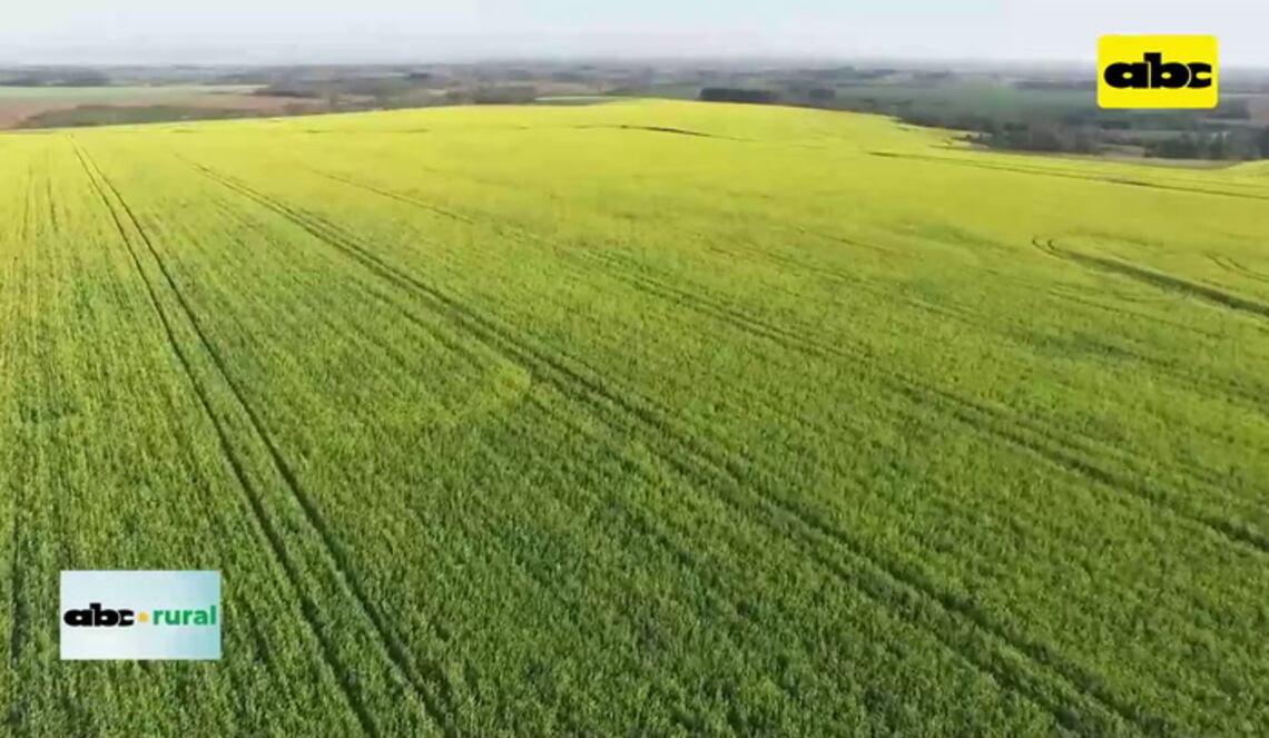 Background ABCTV JWP