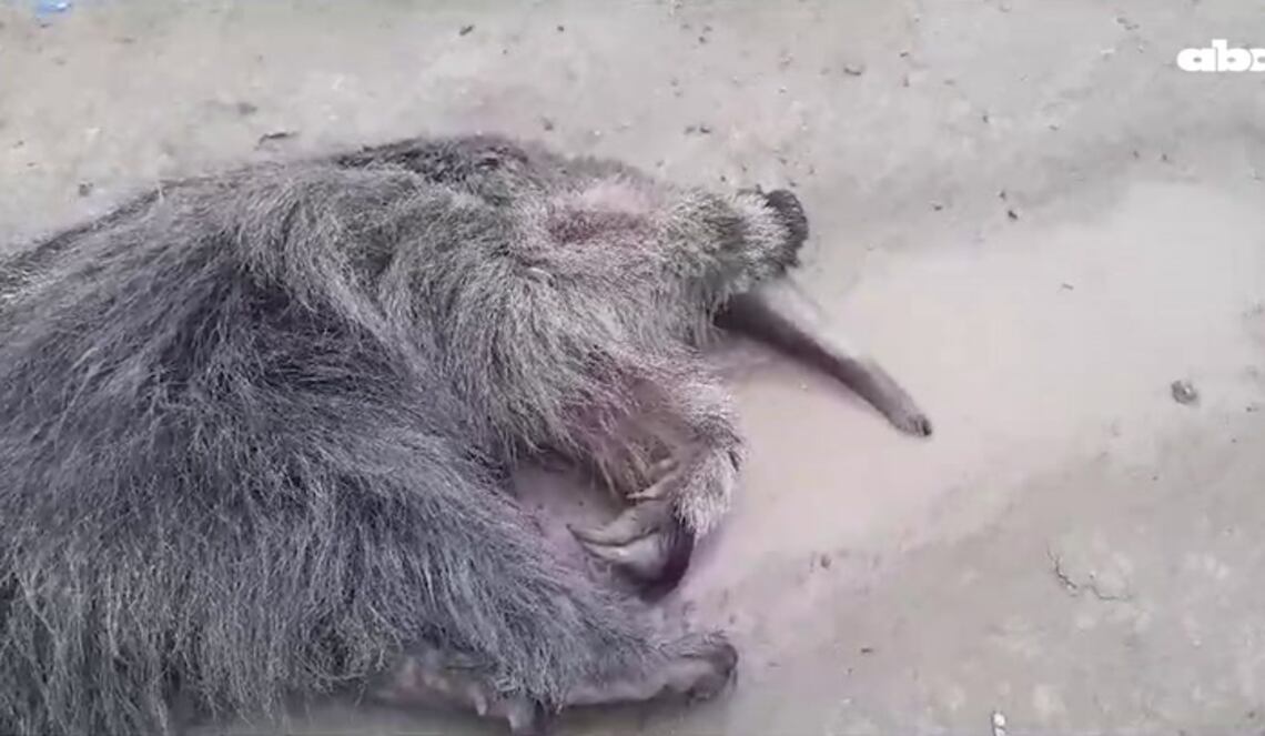 Background ABCTV JWP