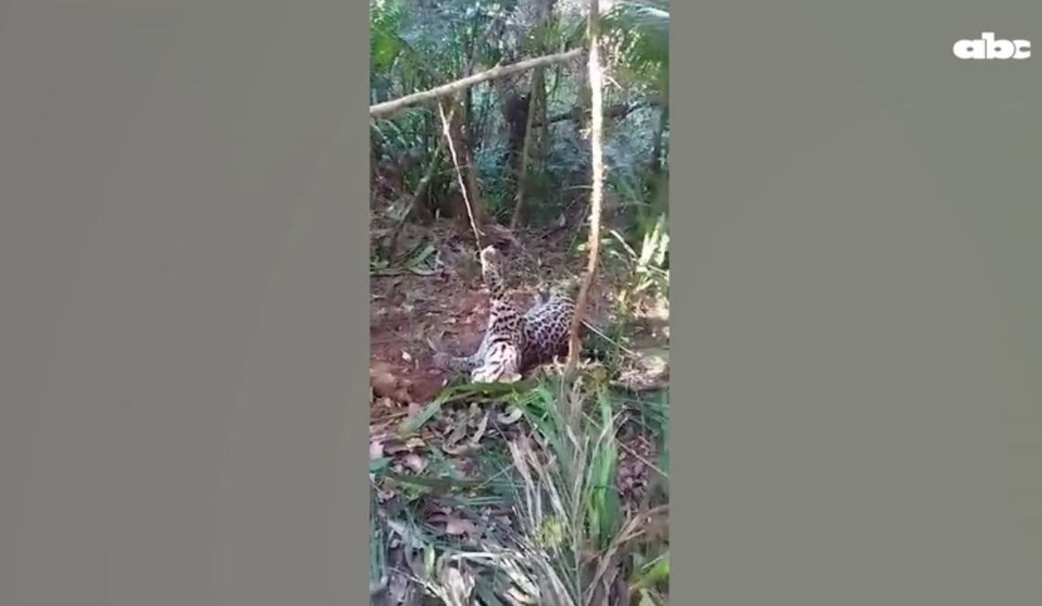 Background ABCTV JWP