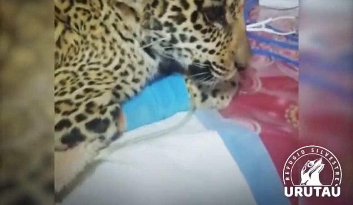 Background ABCTV JWP