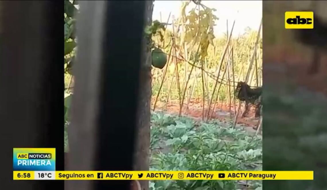 Background ABCTV JWP