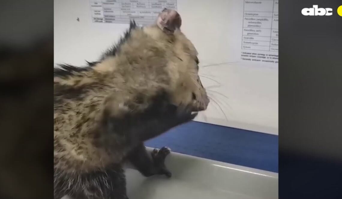 Background ABCTV JWP