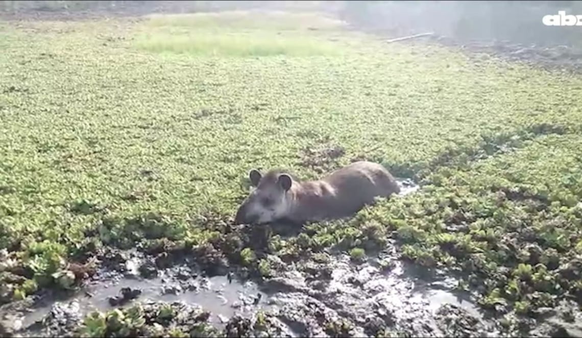 Background ABCTV JWP