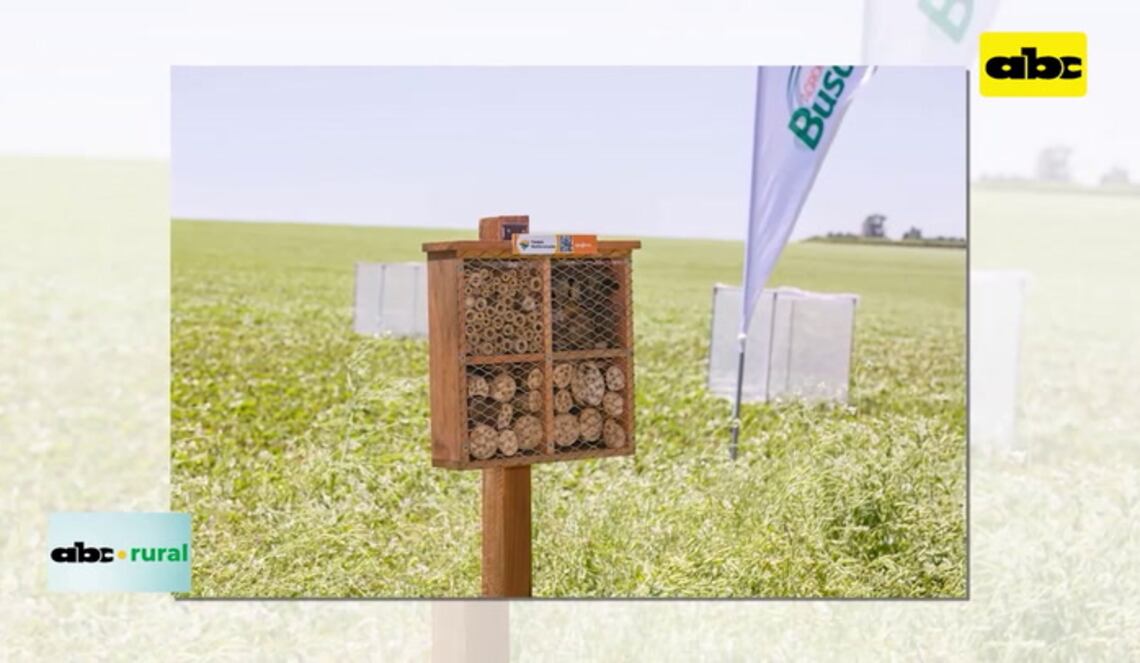 Background ABCTV JWP