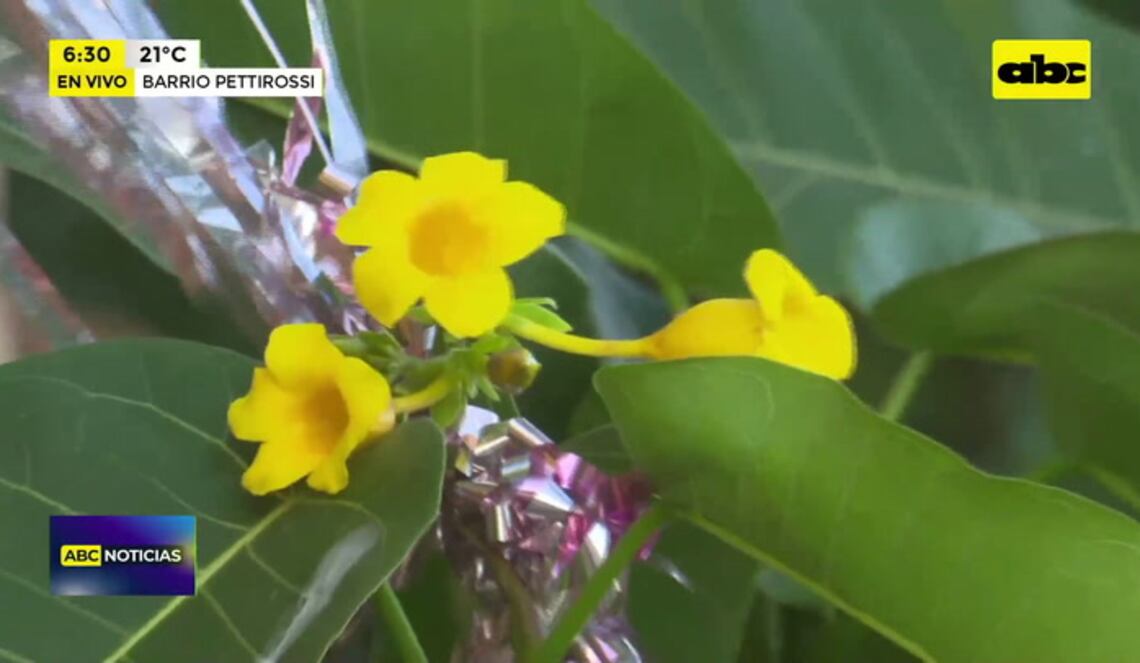 Background ABCTV JWP