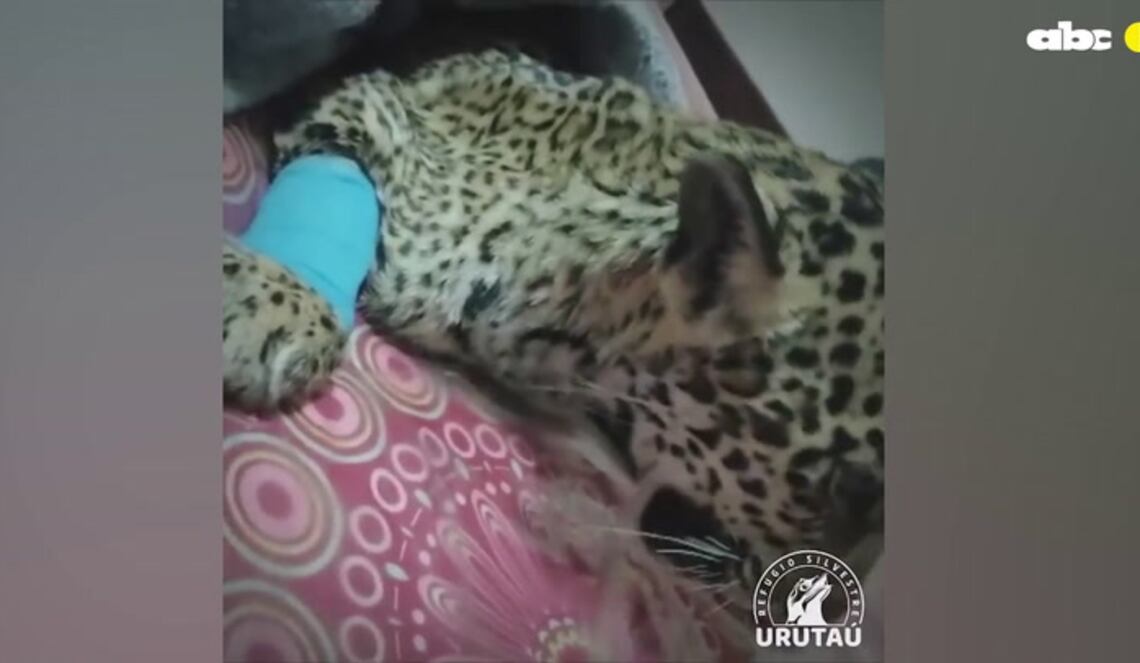 Background ABCTV JWP