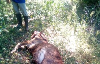 El animal fue encontrado muerto la mañana del lunes, luego de exhibir un compiortamiento nervioso, reportó el ganadero, Norberto Schauver, de Carmen del Paraná.