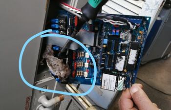 Un ratón habría ocasionado avería en el equipo de Rayos X del Hospital Distrital de Curuguaty.