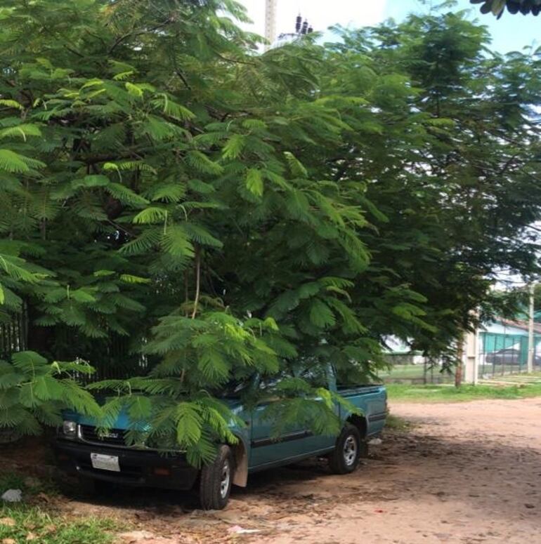 Así encontraron la camioneta, "oculta" bajo un árbol.