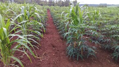 Plantaciones de Nueva Alborada.