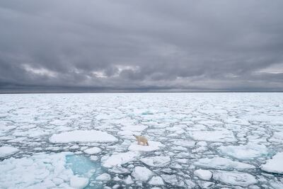 Un oso polar en Svalbard, Noruega.