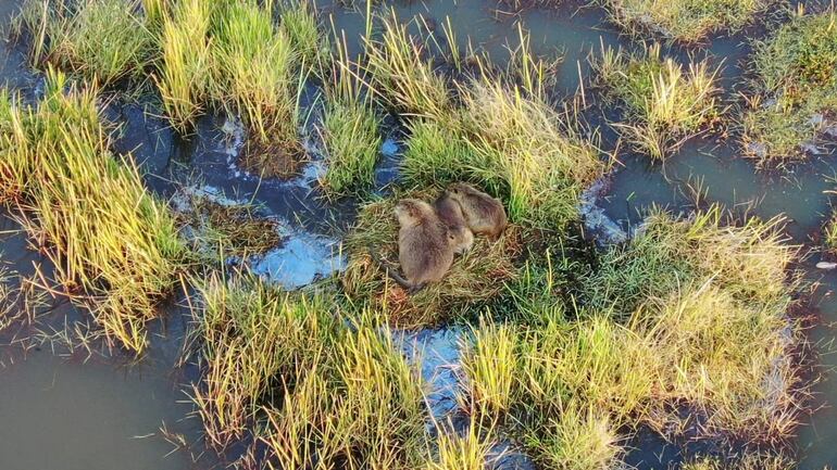 Kyjas refugiándose en su hábitat de la laguna de Boquerón