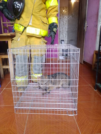 Un aguara’i se internó en un baño de una casa de Ñemby.