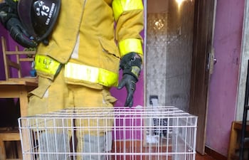 Un aguara’i se internó en un baño de una casa de Ñemby.