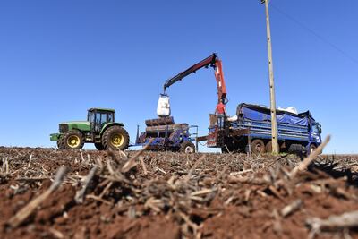 Toda vez que el clima acompañe, la siembra de soja empezará en el mes de septiembre y el productor debe elegir la mejor semilla.