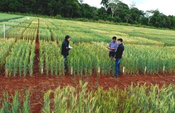 Parcelas experimentales de trigo en el Centro Yhovy, del IPTA