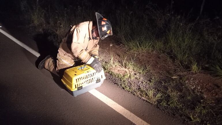 El puerco espín es liberado por bomberos en el arroyo Mae' y de Paraguarí