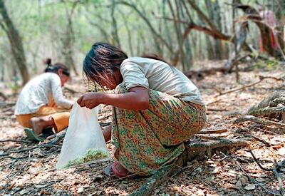 La producción de miel y la recolección de plantas medicinales guardan relación con el conocimiento ancestral del pueblo Enxet. (Fotos gentileza de Celeste Escobar).