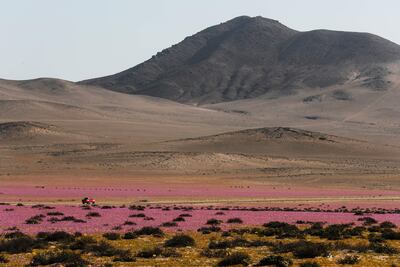 Paisaje de flores en el desierto de Atacama, un fenómeno natural conocido como el Desierto Florido que ocurre entre cada 5 y 10 años aproximadamente, el 7 de octubre de 2021, en la norteña ciudad de Caldera (Chile). Algunos lo definen como un "misterio", otros como un "milagro": cada cierto tiempo, el desierto de Atacama, una de las zonas más áridas del mundo, se recubre con un manto de miles de flores en un vibrante y colorido espectáculo que, según los expertos, podría verse amenazado por el cambio climático. Las lluvias son las que despiertan a las más de 900 especies de flora autóctona que durante un espacio de tiempo de entre cinco y siete años, aproximadamente, permanecen latentes, en forma de semillas o bulbos, bajo los secos suelos de la región atacameña, a 1.000 kilómetros al norte Santiago de Chile.