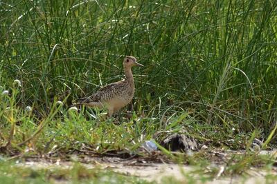 Mbutui ñu (Bartramia longicaudata), foto gentileza de Sergio Ríos.