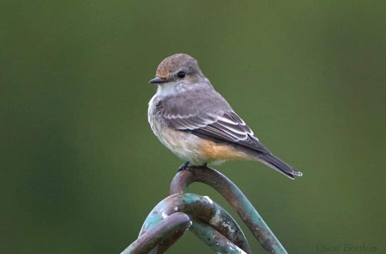 Guyra tata (Pyrocephalus rubinus, juvenil), fotografía gentileza de Oscar Bordon, Naturaleza de Paraguay en fotografía.