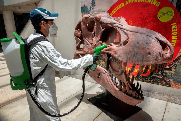Un funcionario de un museo en Miami desinfecta una réplica del cráneo de un dinosaurio.