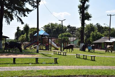 Animales pastan tranquilamente dentro de un parque infantil, en la plaza Hermelinda de la ciudad de Buena Vista