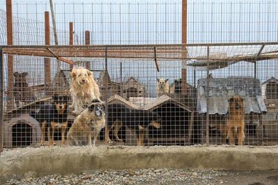 Un grupo de perros al interior de sus cobertizos en una fundación protectora de animales de Río Grande.