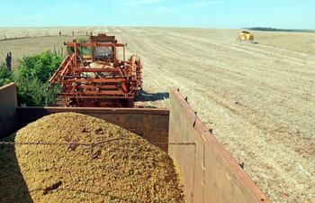 La cosecha sigue, pero la recomendación es esperar buenas lluvias y humedad para la siembra.
