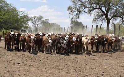 La sequía del 2020 dejará su secuela en  producción de terneros, y el productor debe buscar cómo recuperarse.