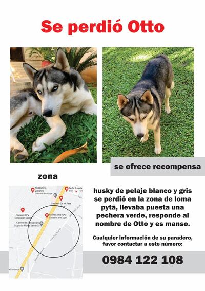 Otto, mascota perdida