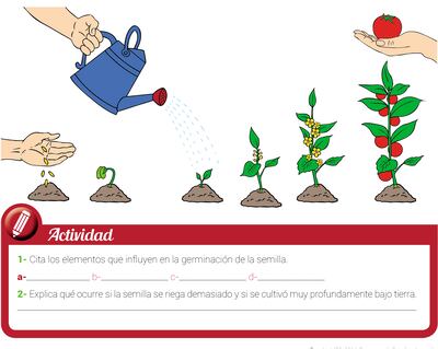 Germinación de la semilla