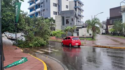 Rama de árbol caída durante la tormenta en Encarnación