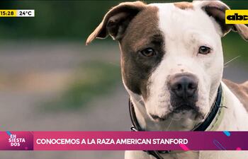 Conocemos a la raza American Stanford