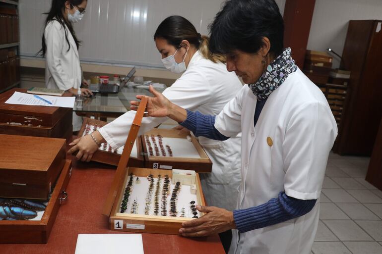La bióloga Julieta Ledezma (d) muestra varias especies de insectos en el Museo de Historia Natural Noel Kempff, en Santa Cruz (Bolivia).