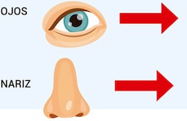 Una buena manera de recordar las partes del cuerpo es hablar de la función de cada una de ellas. ¿Para qué sirven?