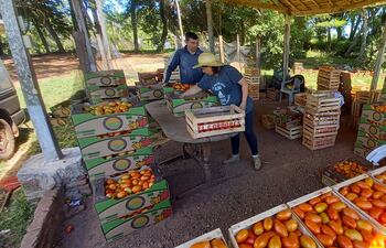 La pareja de productores de la compañía de San Antonio de Coronel Oviedo, Asunción Vento y Ermelinda Brítez, encajonando los tomates para esperar comprador.