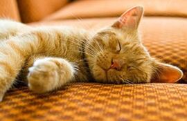 Los gatos con anemia llegan a la clínica con palidez, falta de apetito, debilidad y letargo.