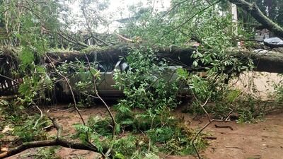 La camioneta quedó inservible tras ser impactada por el frondoso árbol.