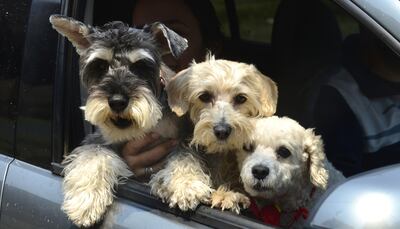 Los vecinos escucharon durante todo el día diferentes tipos de ladridos, algunos de perritos asustados, otros de animales contentos e inquietos que llegaban en el auto de sus dueños.