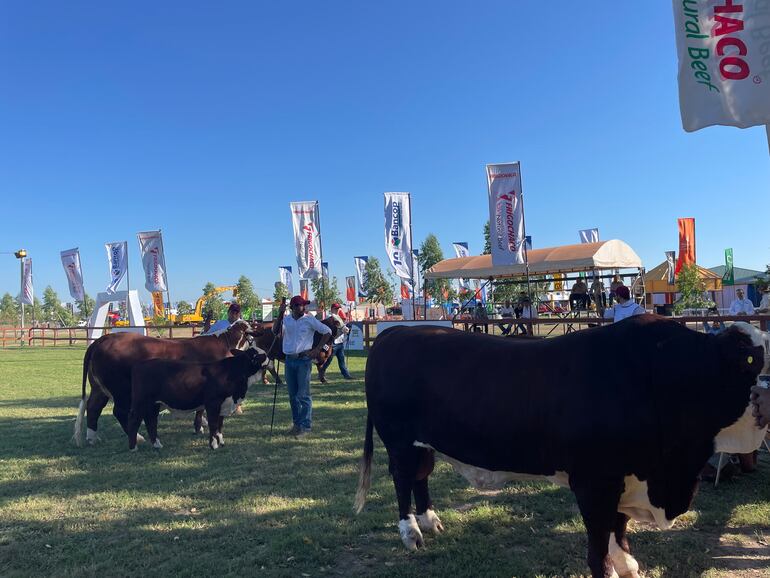 El sector ganadero inició hoy las exposiciones y juzgamientos de diferentes razas con mucha participación.