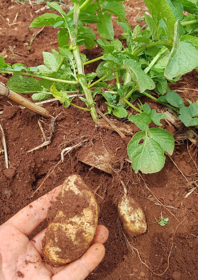 Durante el proceso se observó el buen desarrollo de las raíces.