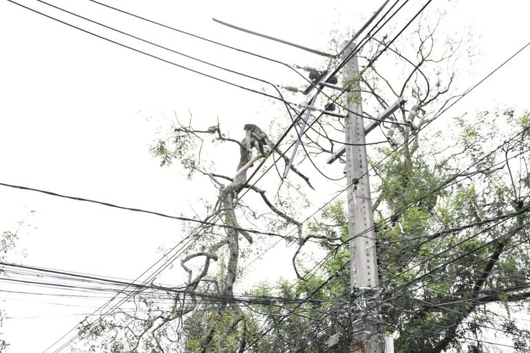 En varias zonas de Asunción y departamento Central se veían ayer ramas de árboles sobre las redes eléctricas.