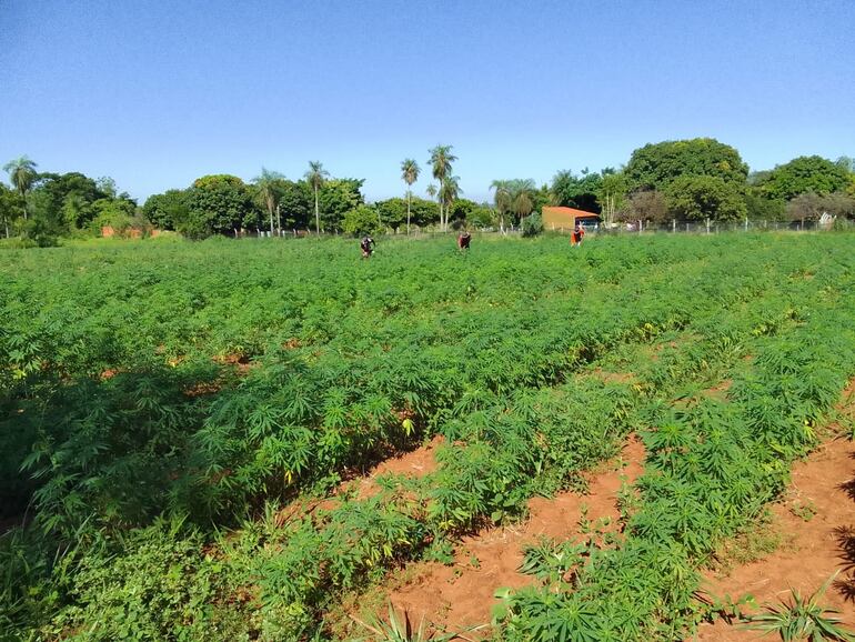 Cultivo experimental de cáñamo industrial en conjunto con el MAG, SENAD y la empresa Healthy Grains, en la Quinta Los Nietos. Foto de la cosecha 2021.