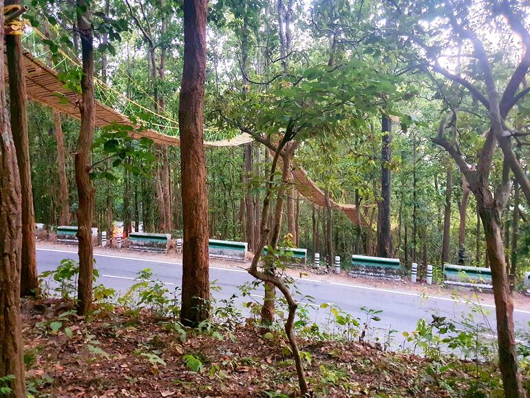 El puente de yute, bambú y hierba para el paso de serpientes, monos y puercoespines por encima de una carretera se ha convertido en una atracción para turistas en el estado de Uttarakhand, en el norte de la India.