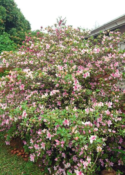 Tips para las azaleas