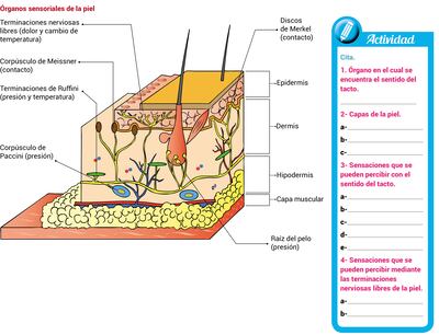 Órganos de los sentidos: tacto