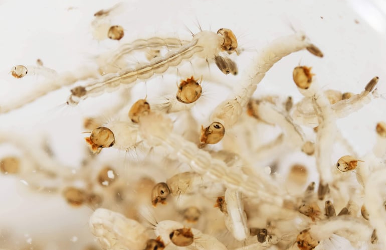 La bacteria wolbachia elimina la capacidad de contagiar enfermedades a los descendientes de los mosquitos sometidos al proceso.